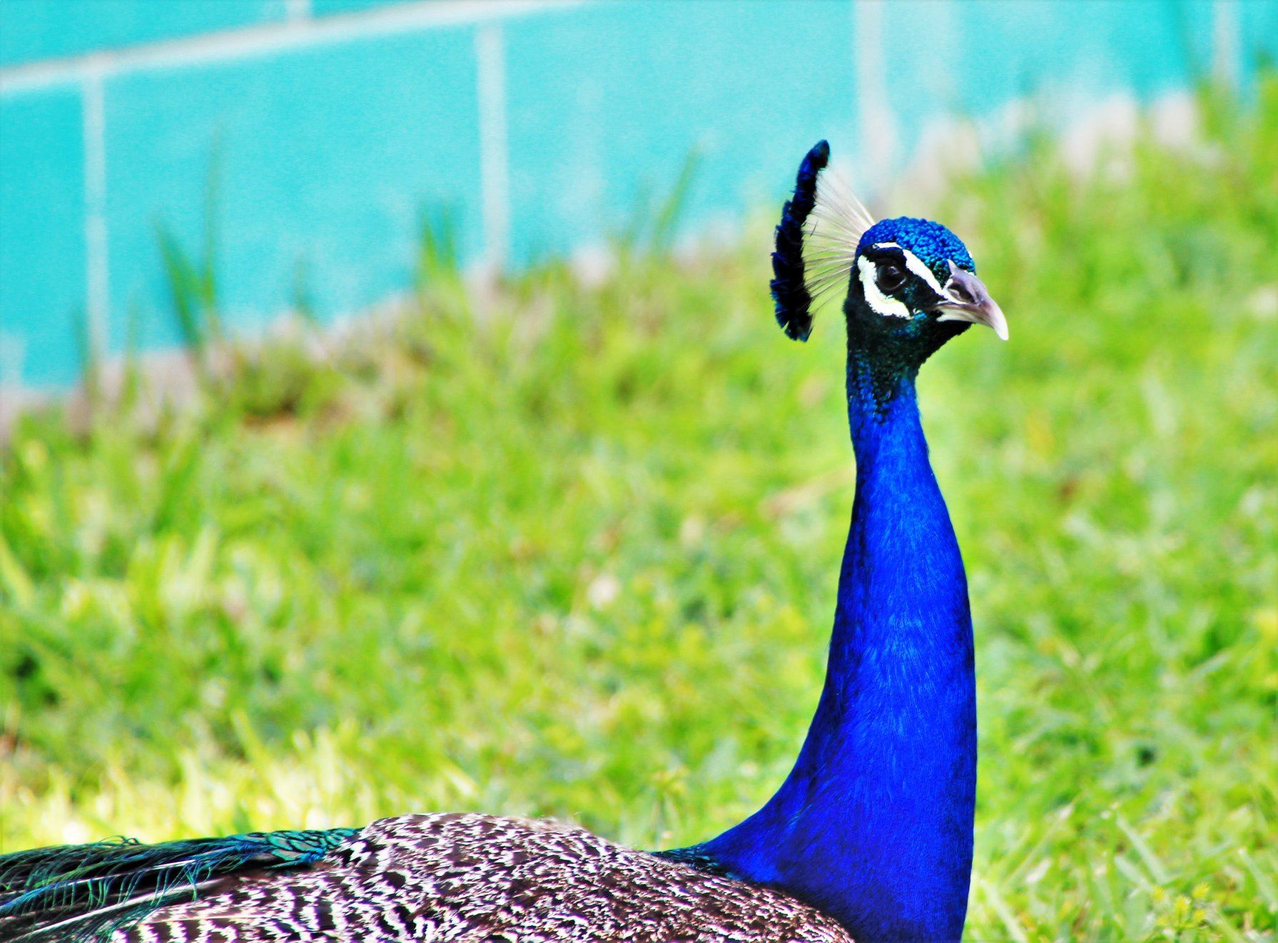 Peacock Arts District